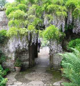 Stunning Wisteria